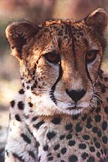Cheetah female with cub